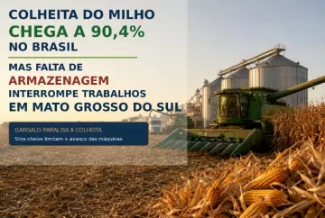 Colheita do milho chega a 90,4% no Brasil, mas falta de armazenagem interrompe trabalhos em MS