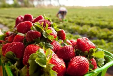Produção de morango no Rio Grande do Sul enfrenta geadas, chuvas e avanço de doenças