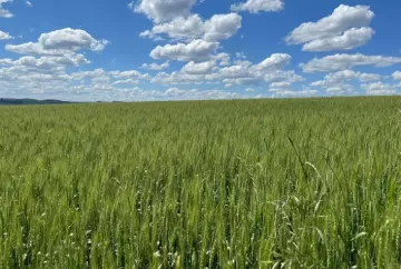 Trigo em Mafra se aproxima do florescimento, mas safra de Santa Catarina deve recuar em 2026/27