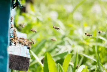 Curso gratuito ensina boas práticas para proteger abelhas durante o uso de defensivos agrícolas