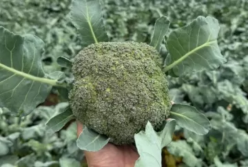 Clima no verão aumenta riscos na produção de brócolis e ameaça padrão comercial