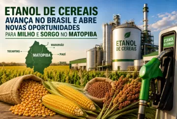 Etanol de cereais avança no Brasil e abre novas oportunidades para milho e sorgo no MATOPIBA