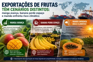 Exportações de frutas têm cenários distintos: manga avança, banana perde espaço e mamão enfrenta risco climático