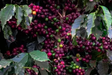 Café arábica amplia perdas em Nova York, enquanto demanda sustenta robusta no mercado global
