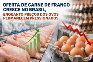 Oferta de carne de frango cresce no Brasil, enquanto preços dos ovos permanecem pressionados