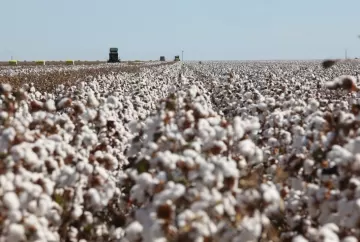 Preço do algodão sobe no Brasil com mercado interno mais ativo e exportações em forte ritmo