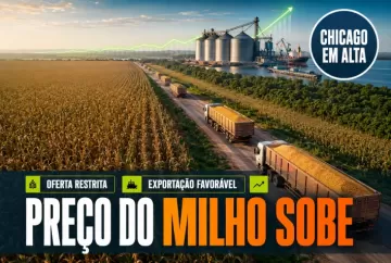 Preço do milho sobe no Brasil com oferta restrita, exportação favorável e alta em Chicago