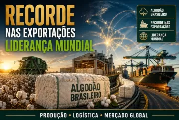Brasil bate recorde nas exportações de algodão e consolida liderança mundial