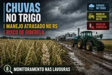 Chuvas atrasam manejo do trigo no Rio Grande do Sul e elevam risco de giberela nas lavouras