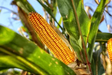 Preço do milho sobe quase 6% em agosto, mas queda em Chicago reforça alerta para proteção