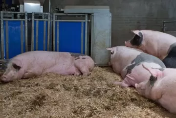 Certificação de bem-estar animal ganha força no varejo e amplia competitividade dos frigoríficos