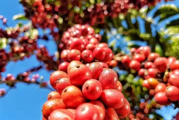 Painel Café em Números reúne dados da cafeicultura brasileira por estado e município