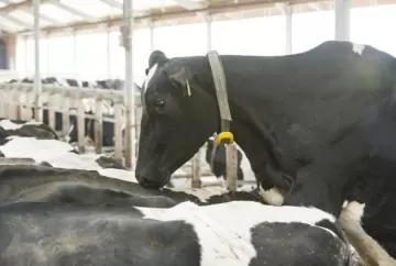 Monitoramento do cio pode elevar taxa de prenhez das vacas em até 12 pontos percentuais