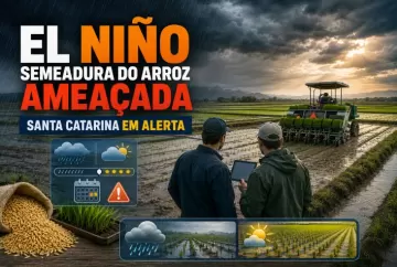 El Niño ameaça semeadura do arroz em Santa Catarina e coloca produtores em alerta