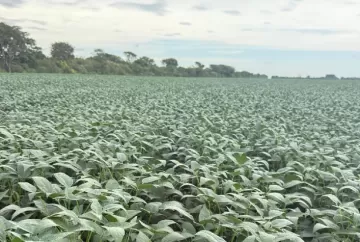 Soja atinge 143,77 sacas por hectare na Bahia com rotação de culturas e manejo do solo