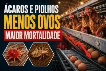 Ácaros e piolhos reduzem produção de ovos e elevam mortalidade nas granjas