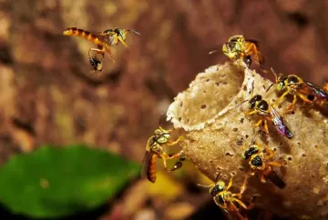 Brasil tem 93 espécies de abelhas sem ferrão mapeadas em novo painel de polinizadores