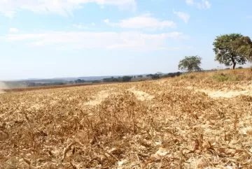 Ferrugem-asiática triplica registros e aumenta alerta no vazio sanitário da soja