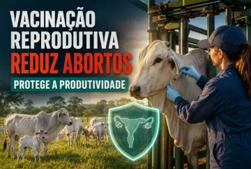 Vacinação reprodutiva reduz abortos e protege a produtividade do rebanho bovino