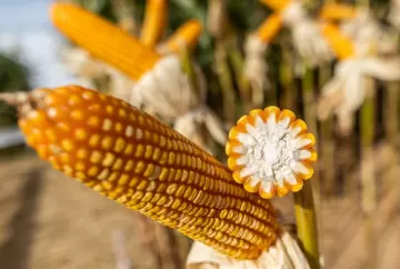 Preço do milho recua em Chicago com dados do USDA e decisão da EPA, mas mercado segue firme no Sul do Brasil