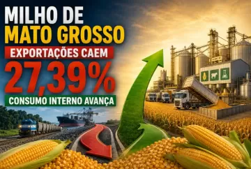 Exportações de milho de Mato Grosso devem cair 27,39% com avanço do consumo interno