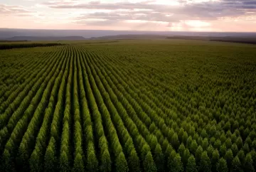 Suspensão de pacto sobre lenha nativa ameaça R$ 10 bilhões em investimentos no eucalipto de Mato Grosso