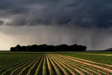 Seguro Rural pode ter apenas R$ 318,5 milhões garantidos em 2027, alerta Sistema FAEP