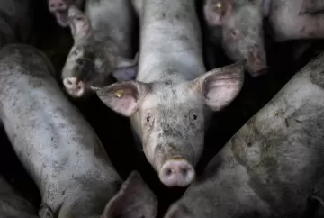 Crise dos antibióticos amplia debate sobre bem-estar animal na produção de carne brasileira