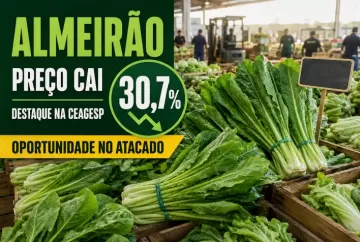 Preço do almeirão cai 30,7% na CEAGESP e verdura lidera oportunidades no atacado