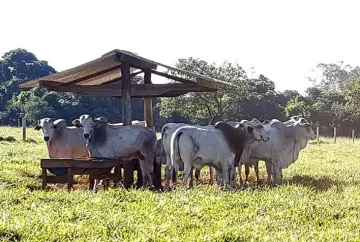 Preço do boi gordo sobe quase 10% em um ano e oferta restrita sustenta arroba
