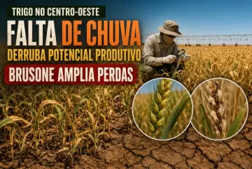 Falta de chuva derruba potencial produtivo do trigo no Centro-Oeste e brusone amplia perdas