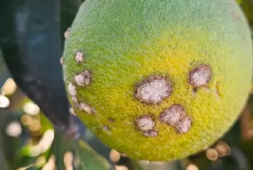 Rio Grande do Norte muda status para cancro cítrico e adota novo sistema de controle da doença