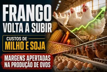Carne de frango volta a subir, enquanto custos do milho e da soja apertam margens na produção de ovos