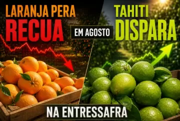 Preço da laranja pera recua em agosto, enquanto lima ácida tahiti dispara na entressafra