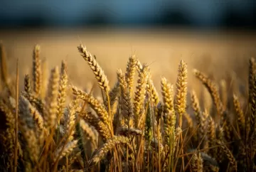 Mercado de trigo encerra agosto com oferta restrita e preços divergentes no Brasil