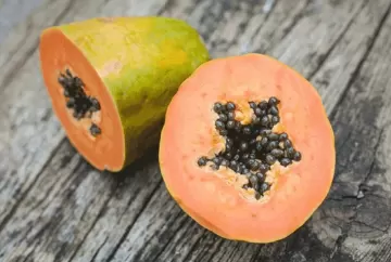 Fertirrigação avança nos pomares de mamão da Bahia e amplia eficiência nutricional