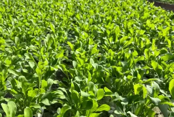 Rúcula de ciclo rápido melhora planejamento da produção e pode elevar rentabilidade