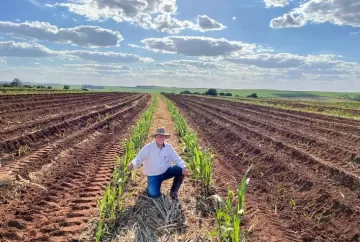 Cana-de-açúcar atinge 199,2 toneladas por hectare com variedade CTC9007 em São Paulo