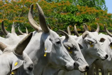 Embargo da União Europeia pressiona Brasil a reforçar controle de antibióticos na pecuária