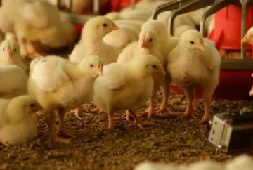 Nutrição de matrizes pesadas nas fases iniciais determina produção de ovos férteis e eclosão