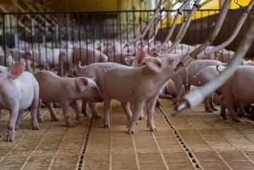 Capal planeja ampliar suinocultura em 30% e abre programa para novos cooperados no Paraná