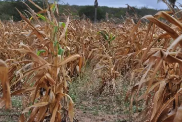 El Niño ameaça safra 2026/27 e coloca genética do milho no centro do planejamento