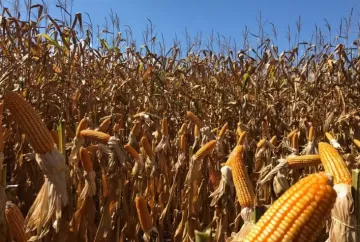 Mato Grosso supera Argentina em produtividade de milho e colhe safra recorde de 58 milhões de toneladas