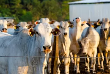 Suspensão de carnes brasileiras pela União Europeia envolve documentação e certificação, diz SP Chamber