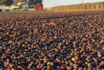 Colheita de café chega a 96% no Cerrado Mineiro e florada antecipa cuidados com a próxima safra