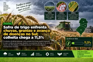 Safra de trigo enfrenta chuvas, granizo e avanço de doenças no Sul; colheita chega a 11,5%