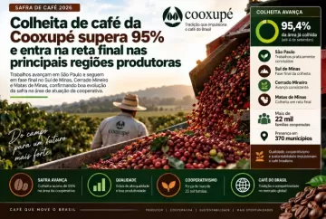 Colheita de café da Cooxupé supera 95% e entra na reta final nas principais regiões produtoras