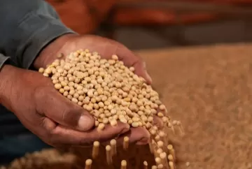 Soja sobe em Chicago e preços avançam no Brasil com mercado atento ao USDA, China e petróleo
