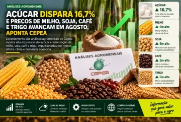 Açúcar dispara 16,7% e preços de milho, soja, café e trigo avançam em agosto, aponta Cepea