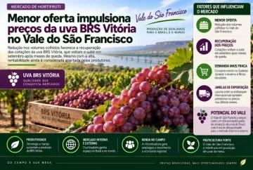 Menor oferta impulsiona preços da uva BRS Vitória no Vale do São Francisco